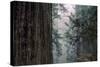 Redwood Grove Design, California Coast-Vincent James-Stretched Canvas