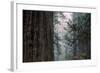 Redwood Grove Design, California Coast-Vincent James-Framed Photographic Print