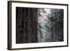 Redwood Grove Design, California Coast-Vincent James-Framed Photographic Print