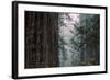 Redwood Grove Design, California Coast-Vincent James-Framed Photographic Print