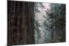 Redwood Grove Design, California Coast-Vincent James-Mounted Photographic Print