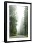 Redwood Highway 1-Erin Berzel-Framed Photographic Print