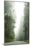 Redwood Highway 1-Erin Berzel-Mounted Photographic Print