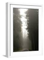Redwood Highway 2-Erin Berzel-Framed Photographic Print