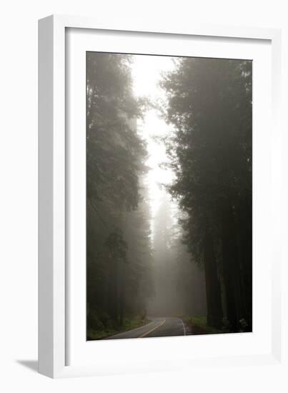 Redwood Highway 2-Erin Berzel-Framed Photographic Print