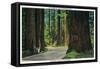 Redwood Highway in Humboldt State Redwood Park - Humboldt State Park, CA-Lantern Press-Framed Stretched Canvas