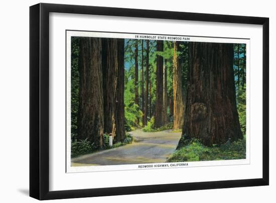 Redwood Highway in Humboldt State Redwood Park - Humboldt State Park, CA-Lantern Press-Framed Art Print