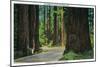 Redwood Highway in Humboldt State Redwood Park - Humboldt State Park, CA-Lantern Press-Mounted Art Print