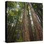 Redwood, Julia Pfeiffer Burns State Park, California, Usa-Rainer Mirau-Stretched Canvas