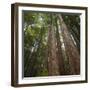 Redwood, Julia Pfeiffer Burns State Park, California, Usa-Rainer Mirau-Framed Photographic Print