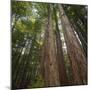 Redwood, Julia Pfeiffer Burns State Park, California, Usa-Rainer Mirau-Mounted Photographic Print