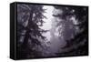 Redwood Morning Mood-Vincent James-Framed Stretched Canvas