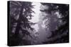 Redwood Morning Mood-Vincent James-Stretched Canvas