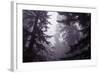 Redwood Morning Mood-Vincent James-Framed Photographic Print