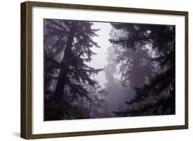 Redwood Morning Mood-Vincent James-Framed Photographic Print