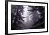 Redwood Morning Mood-Vincent James-Framed Photographic Print