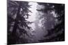 Redwood Morning Mood-Vincent James-Mounted Photographic Print