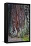 Redwood National Park, base of a giant redwood tree.-Mallorie Ostrowitz-Framed Stretched Canvas