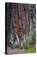 Redwood National Park, base of a giant redwood tree.-Mallorie Ostrowitz-Stretched Canvas