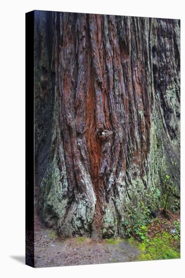 Redwood National Park, base of a giant redwood tree.-Mallorie Ostrowitz-Stretched Canvas