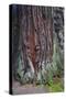 Redwood National Park, base of a giant redwood tree.-Mallorie Ostrowitz-Stretched Canvas