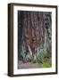 Redwood National Park, base of a giant redwood tree.-Mallorie Ostrowitz-Framed Photographic Print