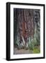 Redwood National Park, base of a giant redwood tree.-Mallorie Ostrowitz-Framed Photographic Print