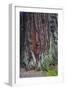 Redwood National Park, base of a giant redwood tree.-Mallorie Ostrowitz-Framed Photographic Print