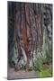 Redwood National Park, base of a giant redwood tree.-Mallorie Ostrowitz-Mounted Photographic Print