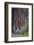 Redwood National Park, base of a giant redwood tree.-Mallorie Ostrowitz-Framed Photographic Print