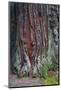 Redwood National Park, base of a giant redwood tree.-Mallorie Ostrowitz-Mounted Photographic Print