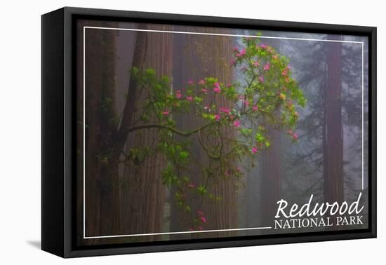 Redwood National Park - Forest Scene-Lantern Press-Framed Stretched Canvas