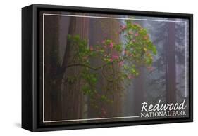 Redwood National Park - Forest Scene-Lantern Press-Framed Stretched Canvas