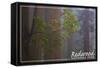 Redwood National Park - Forest Scene-Lantern Press-Framed Stretched Canvas