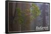 Redwood National Park - Forest Scene-Lantern Press-Framed Stretched Canvas