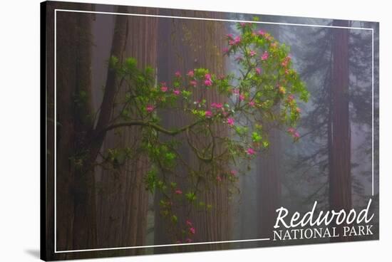 Redwood National Park - Forest Scene-Lantern Press-Stretched Canvas