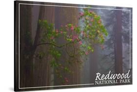 Redwood National Park - Forest Scene-Lantern Press-Stretched Canvas