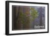 Redwood National Park - Forest Scene-Lantern Press-Framed Premium Giclee Print