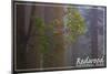 Redwood National Park - Forest Scene-Lantern Press-Mounted Premium Giclee Print