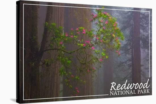 Redwood National Park - Forest Scene-Lantern Press-Stretched Canvas