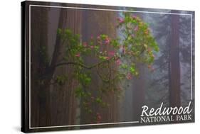 Redwood National Park - Forest Scene-Lantern Press-Stretched Canvas