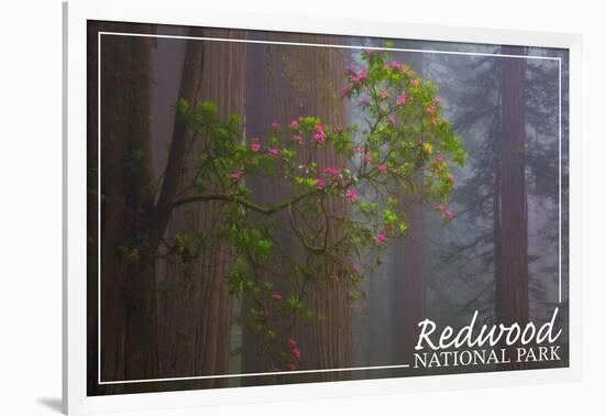 Redwood National Park - Forest Scene-Lantern Press-Framed Art Print