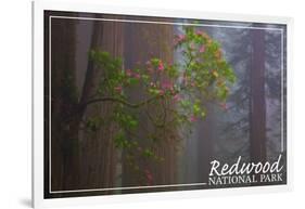 Redwood National Park - Forest Scene-Lantern Press-Framed Art Print