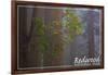 Redwood National Park - Forest Scene-Lantern Press-Framed Art Print