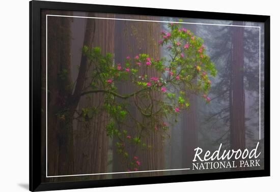 Redwood National Park - Forest Scene-Lantern Press-Framed Art Print