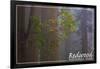 Redwood National Park - Forest Scene-Lantern Press-Framed Art Print