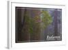 Redwood National Park - Forest Scene-Lantern Press-Framed Art Print