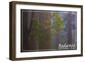 Redwood National Park - Forest Scene-Lantern Press-Framed Art Print