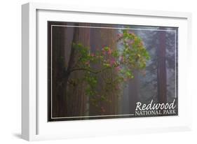 Redwood National Park - Forest Scene-Lantern Press-Framed Art Print