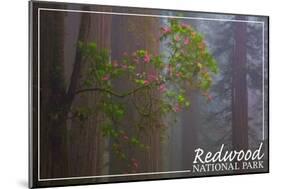 Redwood National Park - Forest Scene-Lantern Press-Mounted Art Print
